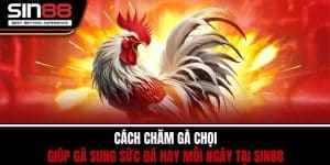 Cách Chăm Gà Chọi Giúp Gà Sung Sức Đá Hay Mỗi Ngày Tại SIN88