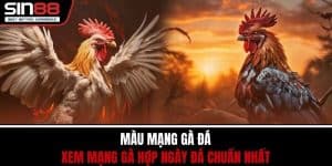 Màu Mạng Gà Đá – Xem Mạng Gà Hợp Ngày Đá Chuẩn Nhất